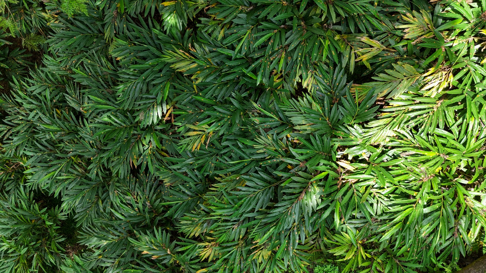 Coffee Estate Meghamalai Hills (1)