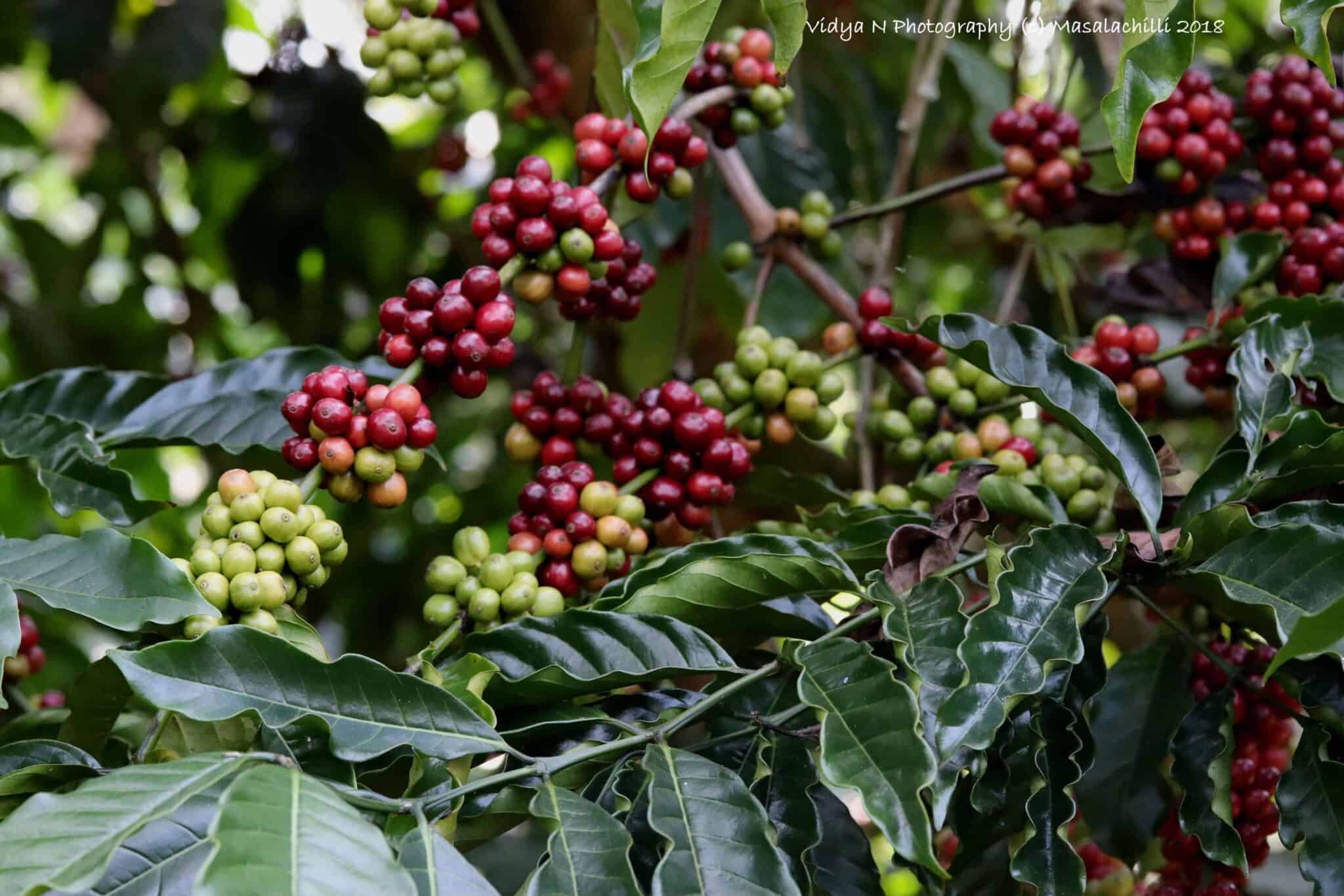 coffee-plantation-2048x1366