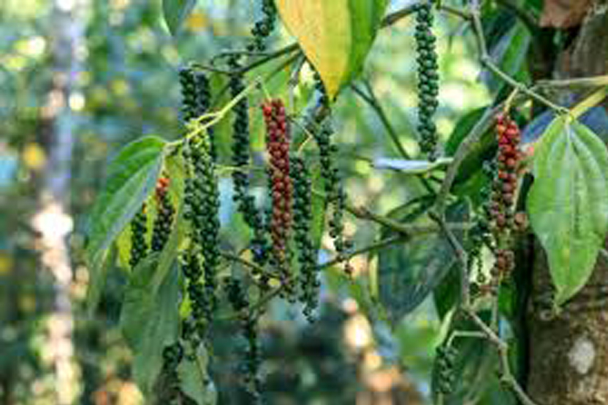 coffee-plantation-2048x1366